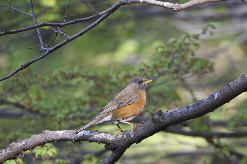 アカハラクン