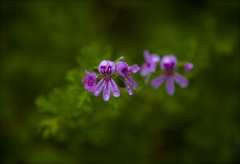 落ちそうで落ちない