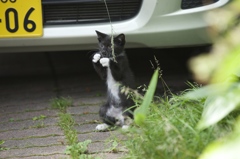 温泉街の猫