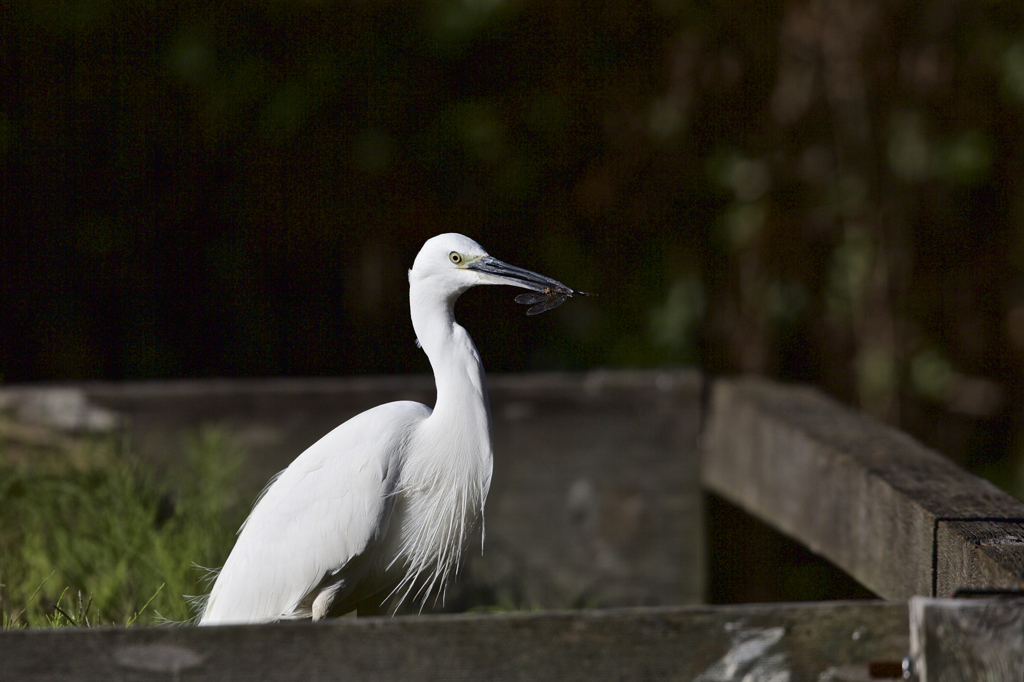 トンボを喰らう！