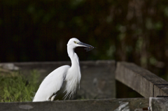 トンボを喰らう！