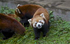 そんな目で見ないで＊＞＜＊