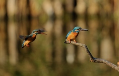 こっちにおいでよ