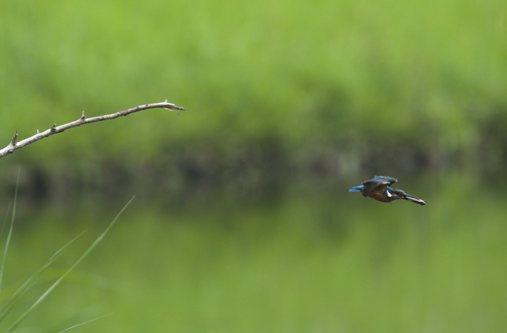 やっぱり奥様にお持ち帰りです、、