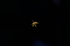 種も仕掛けもございます！