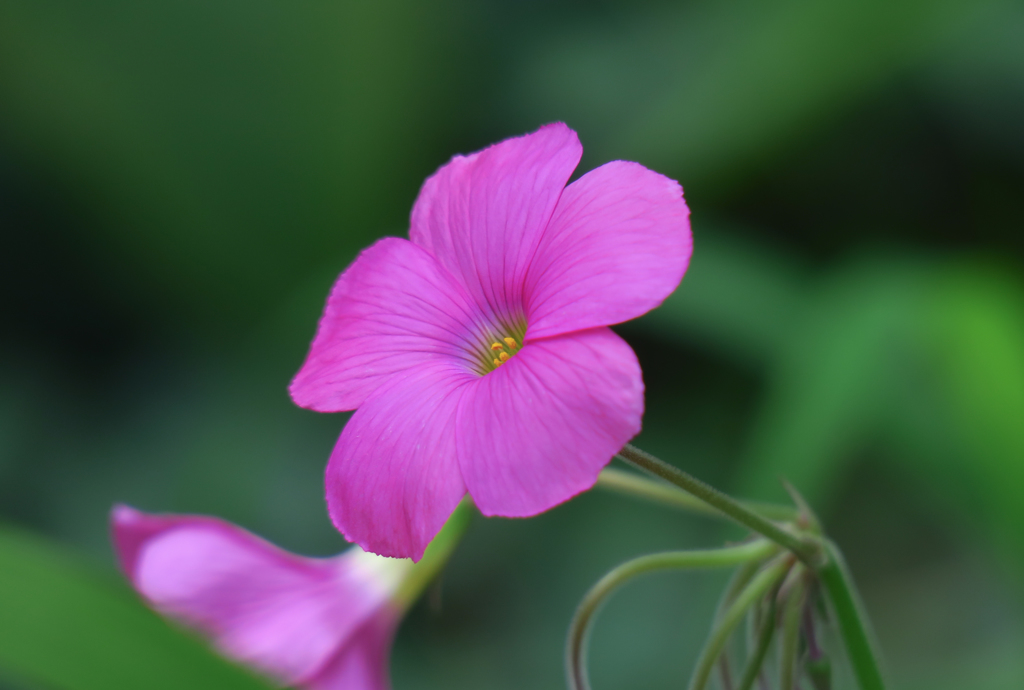自宅の花　　