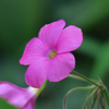自宅の花　　