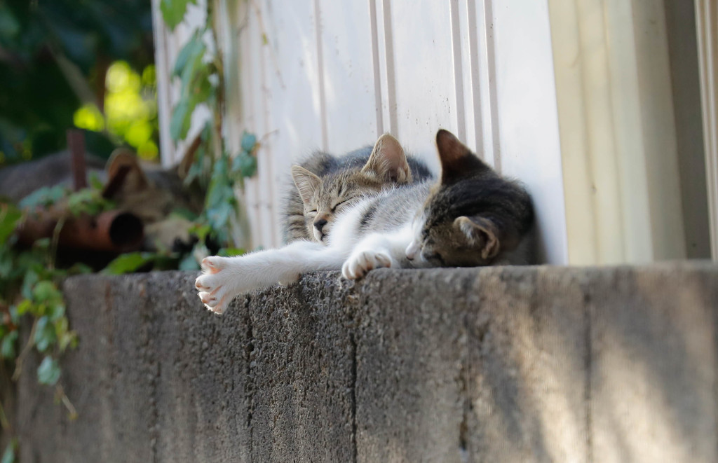 お昼ね子猫ちゃん