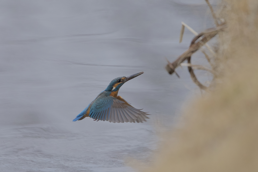 久しぶりなカワセミ　４