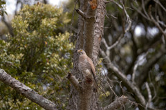 フォトショデビューする