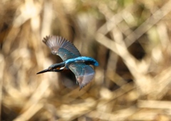 目つきの悪い娘