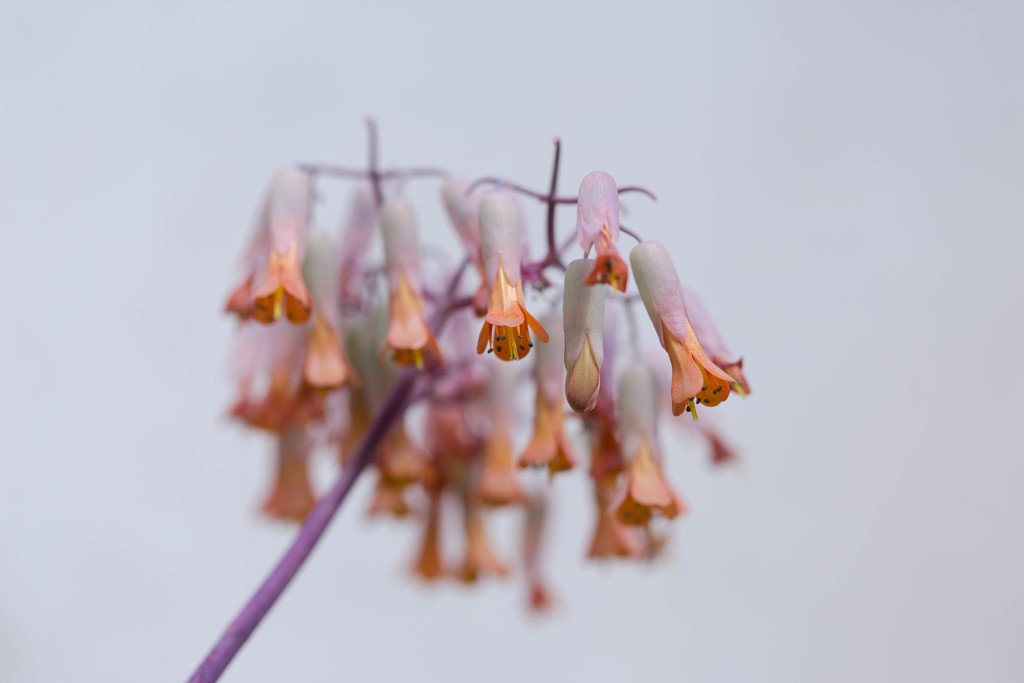 温室の花