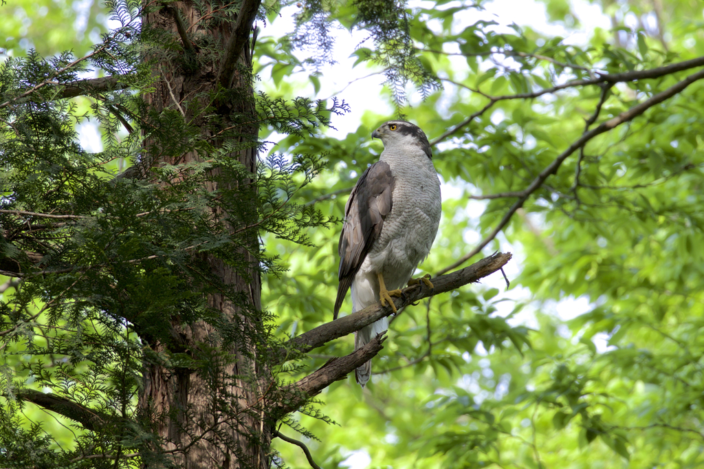 今日のオオタカ　もう少し明るければと思う次第です