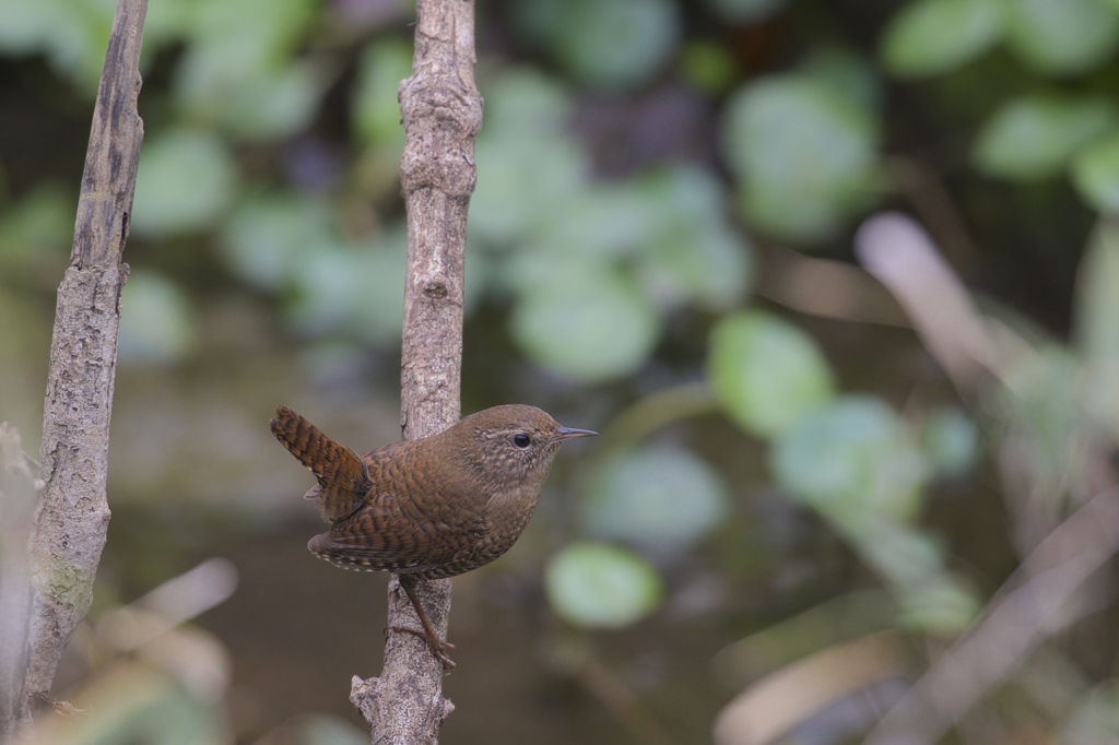 今日の野鳥　ミソサザイ