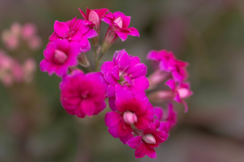 温室の花