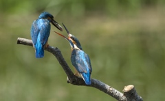 捕って来ました