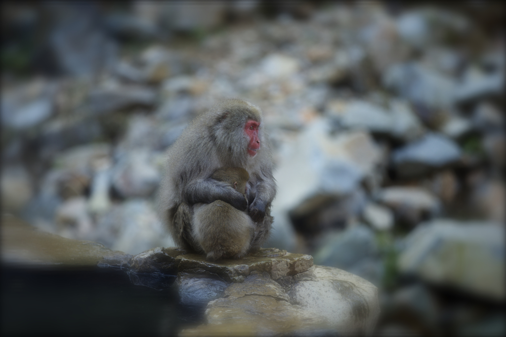 甘えん坊の子猿