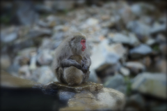 甘えん坊の子猿