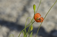 都会のオアシス