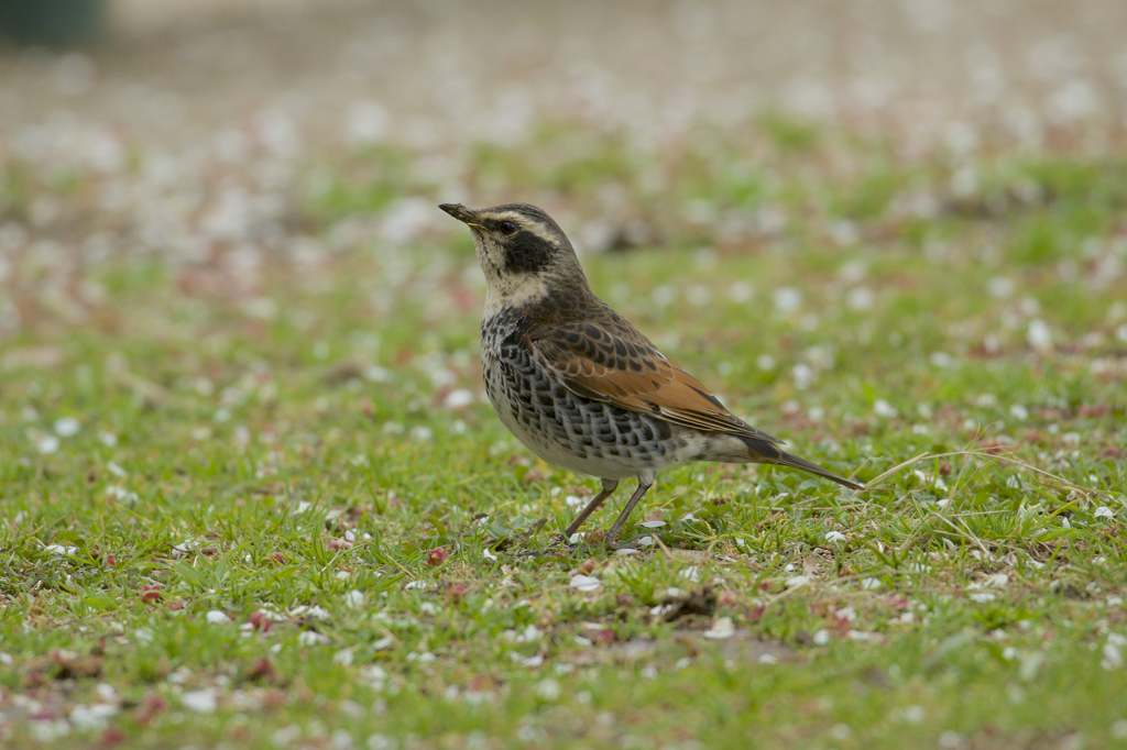 キラキラなツグミ