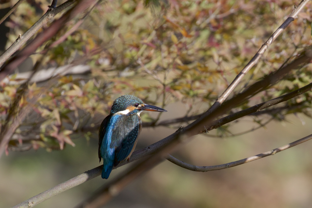 モミカワ撃沈、、