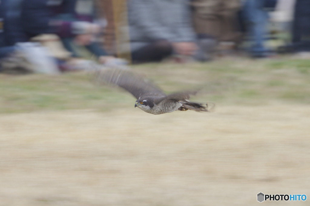 フライトフェスタ　2016