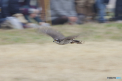 フライトフェスタ　2016