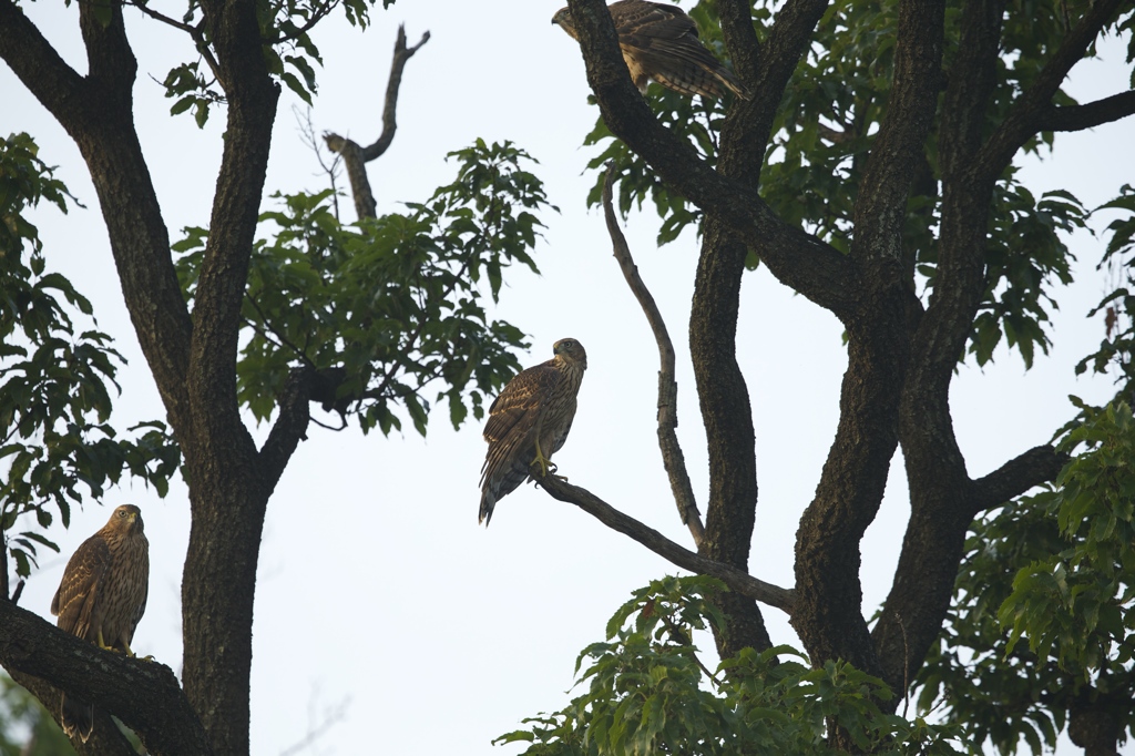 オオタカ3兄弟