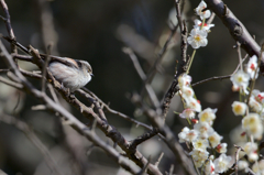 エナガの花見