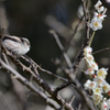 エナガの花見