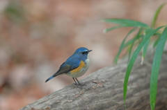 昨年のルリビタキ