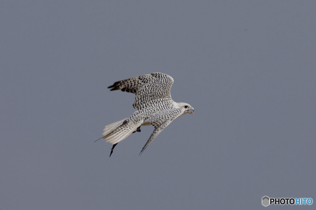 フライトフェスタ　2016