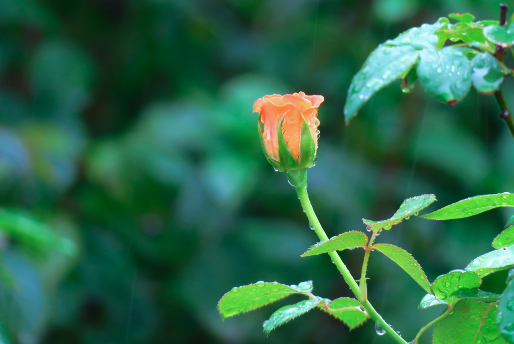 雨を耐える蕾