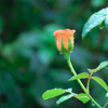 雨を耐える蕾