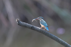 ほんと久々のカワセミ