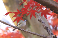 これも残念なモミキク、、