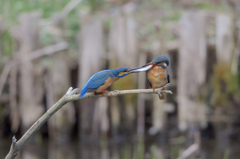 今日のカワセミ　　ちょ、、！　でかいでかい！！　