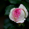 薔薇、これから咲きます！