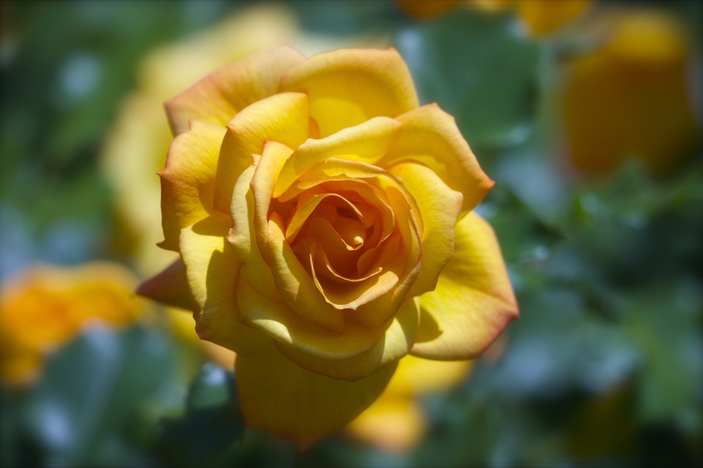 薔薇