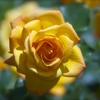 薔薇