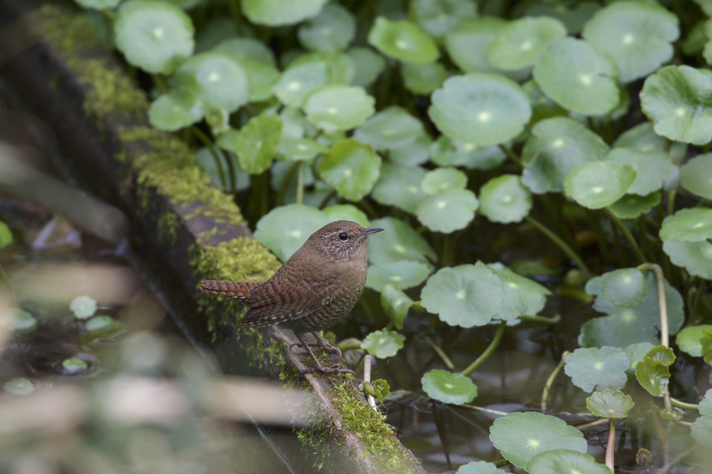 今日の野鳥　ミソサザイ