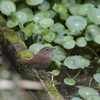 今日の野鳥　ミソサザイ