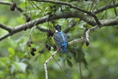 ビシッとリーゼント