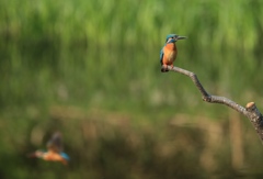 ちょっと〜　どこ行くの〜