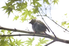 謎の鳥