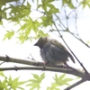 謎の鳥