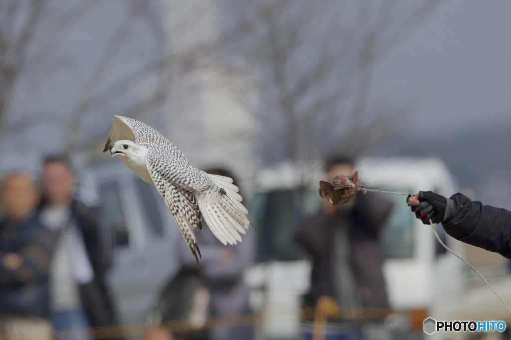 フライトフェスタ  2016