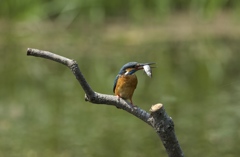 食べるのもったいないな〜