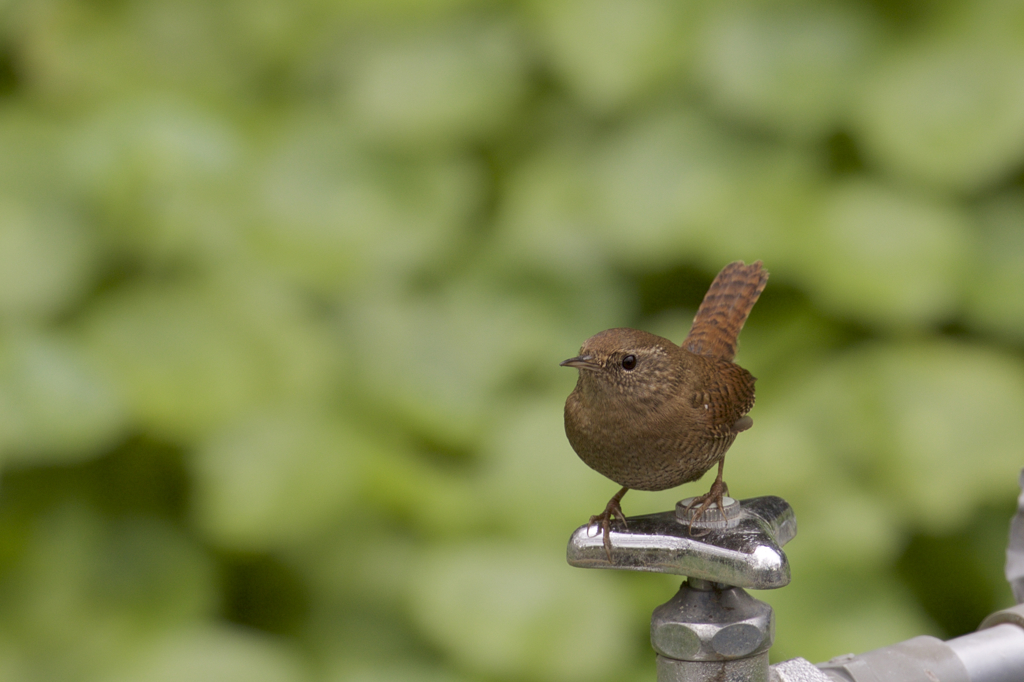 今日の野鳥　ミソサザイ