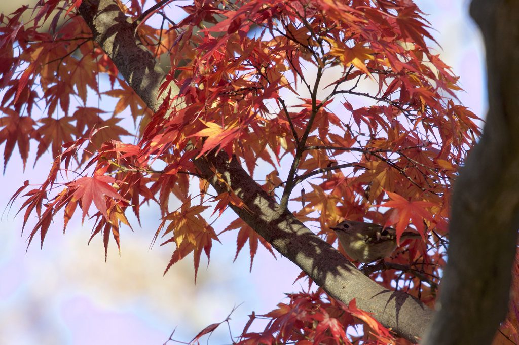 紅葉を撮ったら鳥が写ってたと言う設定で。